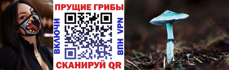 как найти наркотики  Чадан  Псилоцибиновые грибы Psilocybe 